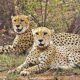 MP News: The speed of cheetahs will be seen in Nauradehi Tiger Reserve, approval received from the Centre, African cheetahs will arrive in 2026