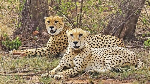 MP News: The speed of cheetahs will be seen in Nauradehi Tiger Reserve, approval received from the Centre, African cheetahs will arrive in 2026