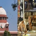 Supreme Court: 'सड़कों-हाइवे से आवारा पशुओं, स्कूलों, अस्पताल, बस स्टैंड से आवारा कुत्तों को हटाएं' Supreme Court: 'Remove stray animals from roads and highways, stray dogs from schools, hospitals and bus stands'