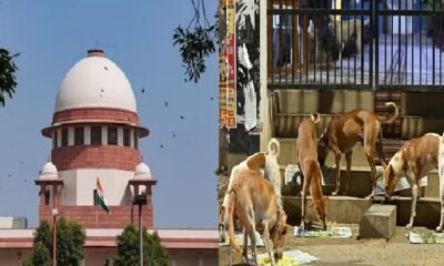 Supreme Court: 'Remove stray animals from roads and highways, stray dogs from schools, hospitals and bus stands'