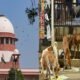 Supreme Court: 'Remove stray animals from roads and highways, stray dogs from schools, hospitals and bus stands'