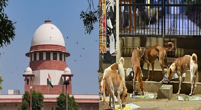 Supreme Court: 'Remove stray animals from roads and highways, stray dogs from schools, hospitals and bus stands'