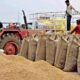 Chhattisgarh: The massive paddy procurement campaign continues at a rapid pace in the state; so far, 22.25 lakh metric tonnes of paddy has been procured
