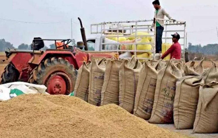 Chhattisgarh: The massive paddy procurement campaign continues at a rapid pace in the state; so far, 22.25 lakh metric tonnes of paddy has been procured