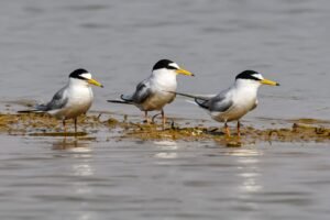 Chhattisgarh: Kopra reservoir becomes Chhattisgarh's first Ramsar site, Chief Minister says - a proud moment for the state