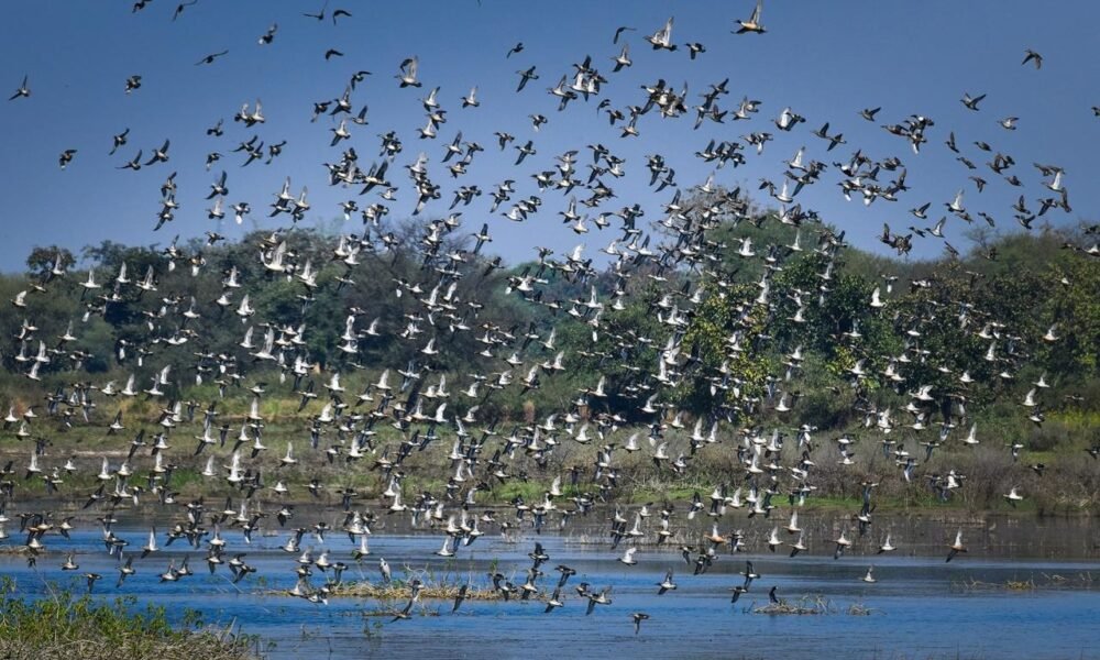 Chhattisgarh: Kopra reservoir becomes Chhattisgarh's first Ramsar site, Chief Minister says - a proud moment for the state