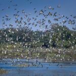 Chhattisgarh: Kopra reservoir becomes Chhattisgarh's first Ramsar site, Chief Minister says - a proud moment for the state