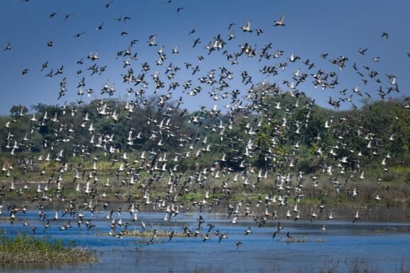 Chhattisgarh: Kopra reservoir becomes Chhattisgarh's first Ramsar site, Chief Minister says - a proud moment for the state