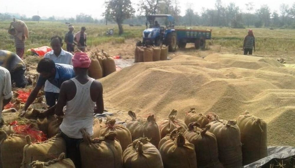 Chhattisgarh: Nearly 152,000 quintals of paddy seized for illegal storage, transportation and sale in the state; Markfed releases figures till December 6