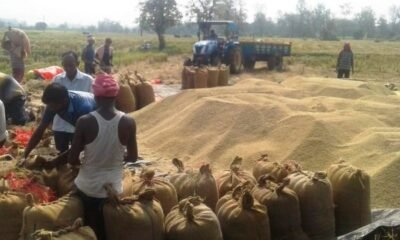 Chhattisgarh: Nearly 152,000 quintals of paddy seized for illegal storage, transportation and sale in the state; Markfed releases figures till December 6