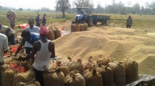 Chhattisgarh: Nearly 152,000 quintals of paddy seized for illegal storage, transportation and sale in the state; Markfed releases figures till December 6