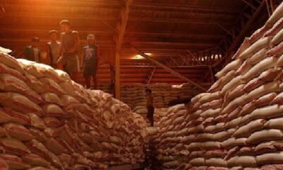 Chhattisgarh: Drying and insect damage during paddy storage are natural processes; the reality is different from the rumors