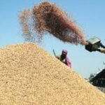 Strict action taken against irregularities in paddy procurement: Action taken over shortage of 53,000 quintals of paddy, officer in charge suspended