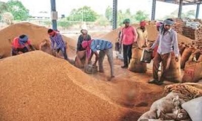 Chhattisgarh: New record in paddy procurement; ₹23,448 crore disbursed to 17.77 lakh farmers till January 13