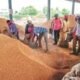 Chhattisgarh: New record in paddy procurement; ₹23,448 crore disbursed to 17.77 lakh farmers till January 13