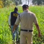 Raipur, chhattisgarh opium cultivation case, illegal opium farming cg, vishnu deo sai action drugs, durg opium cultivation raid