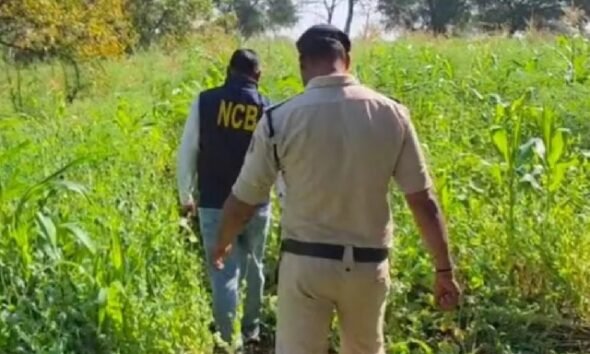 Raipur, chhattisgarh opium cultivation case, illegal opium farming cg, vishnu deo sai action drugs, durg opium cultivation raid