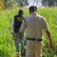 Raipur, chhattisgarh opium cultivation case, illegal opium farming cg, vishnu deo sai action drugs, durg opium cultivation raid