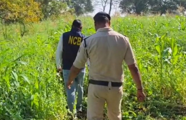 Raipur, chhattisgarh opium cultivation case, illegal opium farming cg, vishnu deo sai action drugs, durg opium cultivation raid