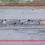 Vrindavan boat accident: वृंदावन नाव हादसे में 11 श्रद्धालुओं की मौत, 22 रेस्क्यू; 4 लापता, यमुना में जारी सर्च ऑपरेशन Vrindavan boat accident, Mathura Yamuna accident, UP boat tragedy, rescue operation Yamuna, boat capsize news India, Vrindavan news update, pilgrims accident India