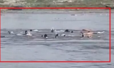 Vrindavan boat accident, Mathura Yamuna accident, UP boat tragedy, rescue operation Yamuna, boat capsize news India, Vrindavan news update, pilgrims accident India