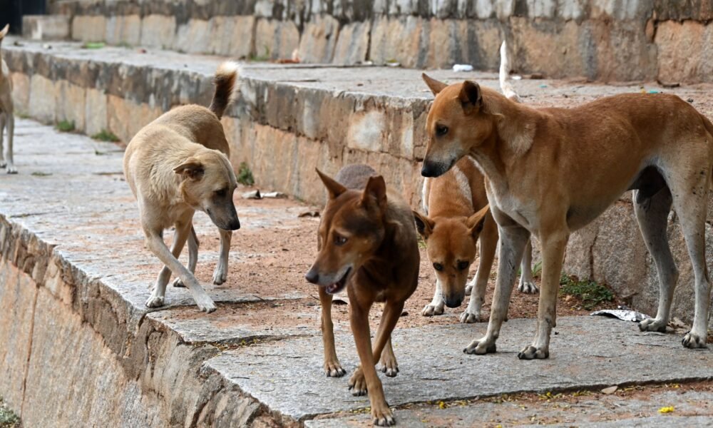 Supreme Court Stray Dogs, Dog Bite Cases India, Stray Dog Rules, Supreme Court Order, Rabies Dogs, Animal Birth Control Centre, Dog Feeding Ban, NHAI Stray Animals, India News, Supreme Court Decision