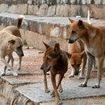 Supreme Court Stray Dogs, Dog Bite Cases India, Stray Dog Rules, Supreme Court Order, Rabies Dogs, Animal Birth Control Centre, Dog Feeding Ban, NHAI Stray Animals, India News, Supreme Court Decision