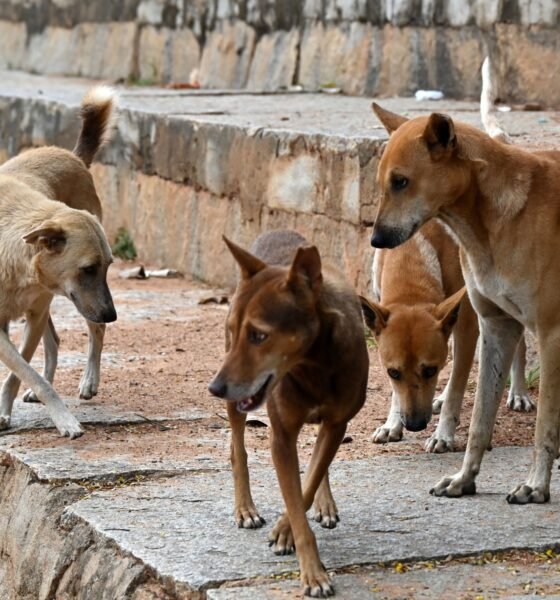 Supreme Court Stray Dogs, Dog Bite Cases India, Stray Dog Rules, Supreme Court Order, Rabies Dogs, Animal Birth Control Centre, Dog Feeding Ban, NHAI Stray Animals, India News, Supreme Court Decision