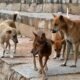 Supreme Court Stray Dogs, Dog Bite Cases India, Stray Dog Rules, Supreme Court Order, Rabies Dogs, Animal Birth Control Centre, Dog Feeding Ban, NHAI Stray Animals, India News, Supreme Court Decision