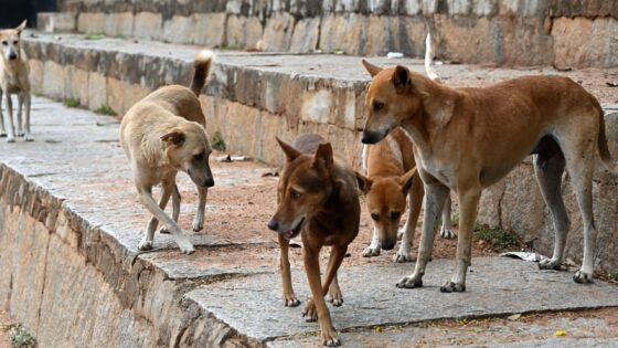 Supreme Court Stray Dogs, Dog Bite Cases India, Stray Dog Rules, Supreme Court Order, Rabies Dogs, Animal Birth Control Centre, Dog Feeding Ban, NHAI Stray Animals, India News, Supreme Court Decision