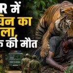 Achanakmar Tiger Reserve, Mungeli News, Tiger Attack, Tigress Attack, Chhattisgarh News, Wildlife News, Tiger Reserve, Human Animal Conflict, Forest Department