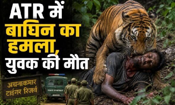 Achanakmar Tiger Reserve, Mungeli News, Tiger Attack, Tigress Attack, Chhattisgarh News, Wildlife News, Tiger Reserve, Human Animal Conflict, Forest Department