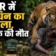 Achanakmar Tiger Reserve, Mungeli News, Tiger Attack, Tigress Attack, Chhattisgarh News, Wildlife News, Tiger Reserve, Human Animal Conflict, Forest Department