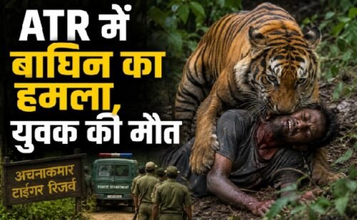 Achanakmar Tiger Reserve, Mungeli News, Tiger Attack, Tigress Attack, Chhattisgarh News, Wildlife News, Tiger Reserve, Human Animal Conflict, Forest Department