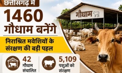 Chhattisgarh Gaudham Yojana, Gaudham Scheme, Chhattisgarh News, Cow Shelter, Stray Cattle, CG Government, Gaushala, Rural Economy, Livestock Development, Hindi News