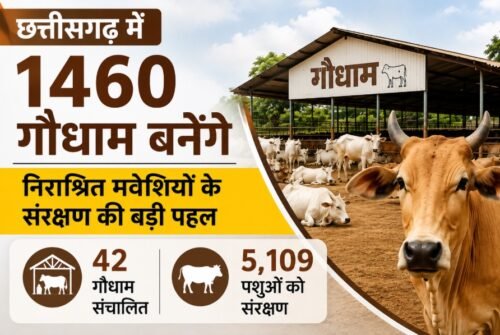 Chhattisgarh Gaudham Yojana, Gaudham Scheme, Chhattisgarh News, Cow Shelter, Stray Cattle, CG Government, Gaushala, Rural Economy, Livestock Development, Hindi News