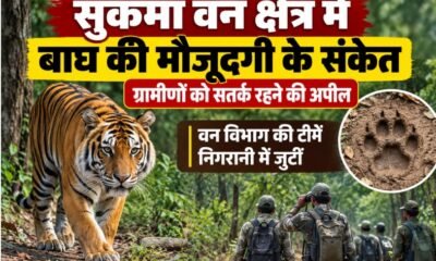 सुकमा में बाघ, Sukma Tiger News, सुकमा वन क्षेत्र बाघ, छत्तीसगढ़ बाघ, सुकमा जंगल, बाघ के पगमार्क, Sukma Forest News, Chhattisgarh Tiger Alert
