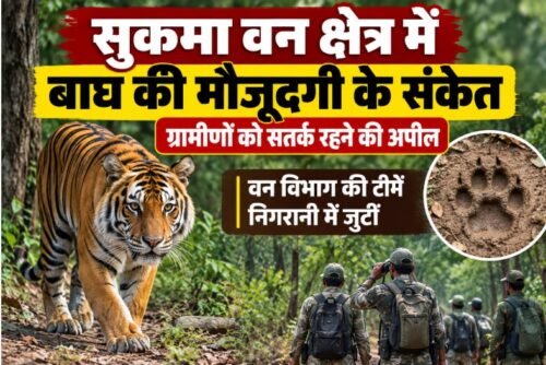 सुकमा में बाघ, Sukma Tiger News, सुकमा वन क्षेत्र बाघ, छत्तीसगढ़ बाघ, सुकमा जंगल, बाघ के पगमार्क, Sukma Forest News, Chhattisgarh Tiger Alert