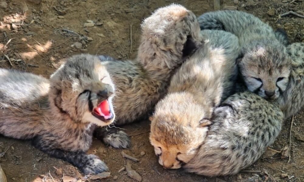कूनो नेशनल पार्क, KJP21 चीता, चीता के 5 शावक, भारत में चीते, Project Cheetah, Kuno Cheetah, चीता प्रोजेक्ट, मध्यप्रदेश चीता