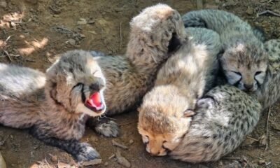 कूनो नेशनल पार्क, KJP21 चीता, चीता के 5 शावक, भारत में चीते, Project Cheetah, Kuno Cheetah, चीता प्रोजेक्ट, मध्यप्रदेश चीता