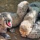 कूनो नेशनल पार्क, KJP21 चीता, चीता के 5 शावक, भारत में चीते, Project Cheetah, Kuno Cheetah, चीता प्रोजेक्ट, मध्यप्रदेश चीता