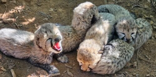 कूनो नेशनल पार्क, KJP21 चीता, चीता के 5 शावक, भारत में चीते, Project Cheetah, Kuno Cheetah, चीता प्रोजेक्ट, मध्यप्रदेश चीता